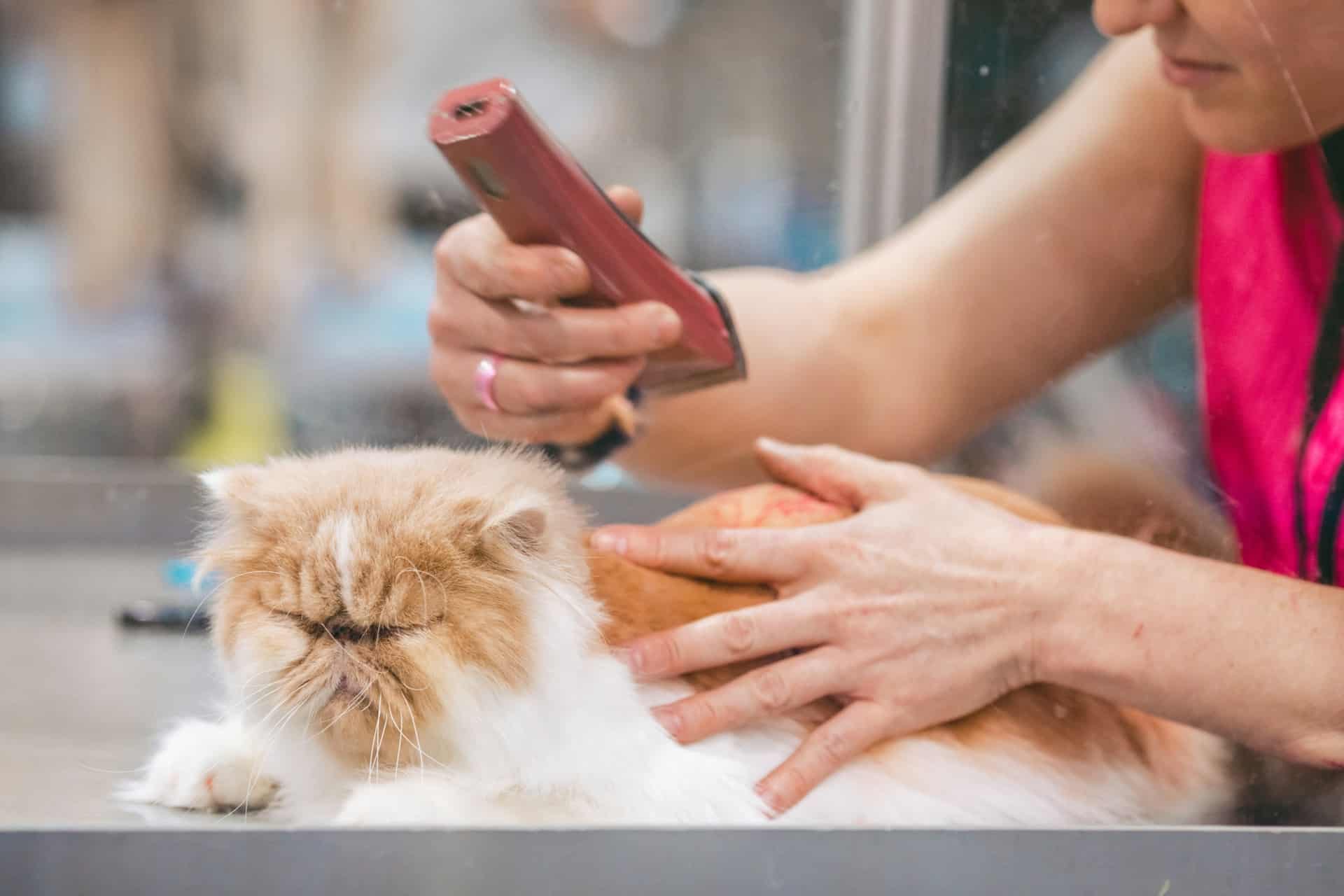 PET Salon business
